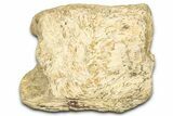 Dinosaur (Triceratops) Frill Shield Section - Wyoming #371527-1
